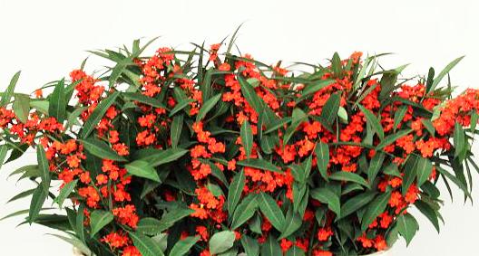 EUPHORBIA ORANGE QUEEN